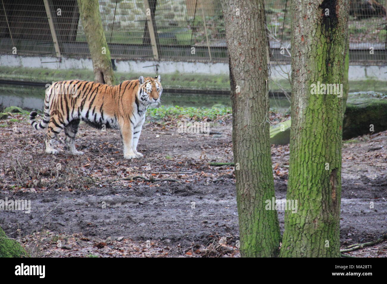Tigre di distensione Foto Stock