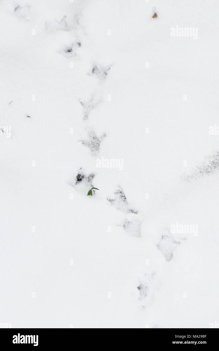 Stampe di uccelli nella neve Foto Stock