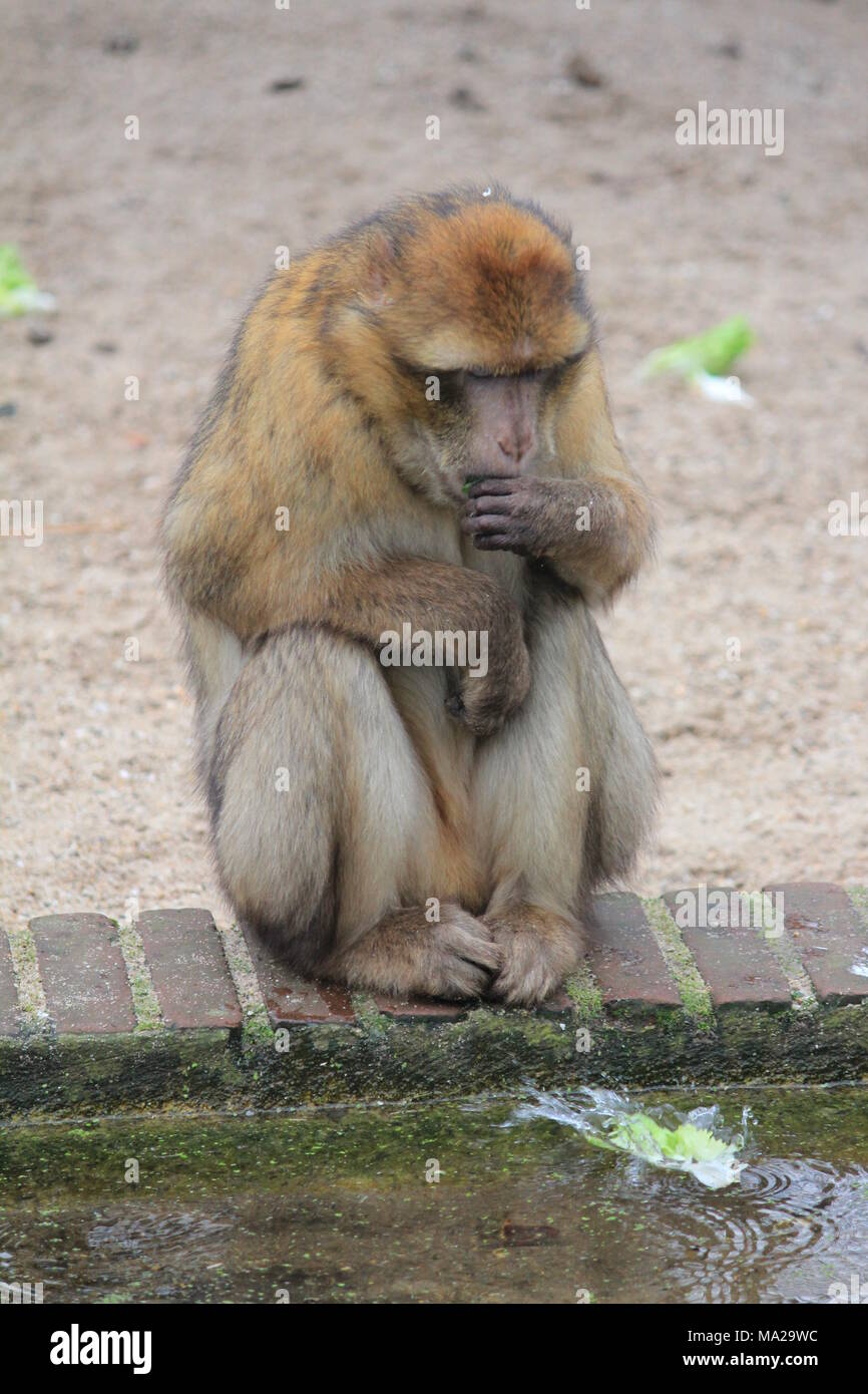 Babary macaue Foto Stock