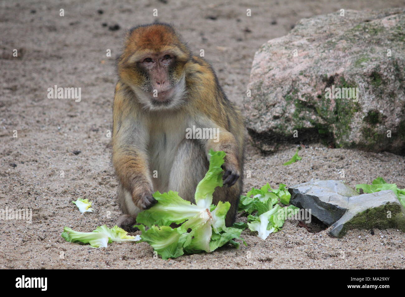 Babary macaue Foto Stock