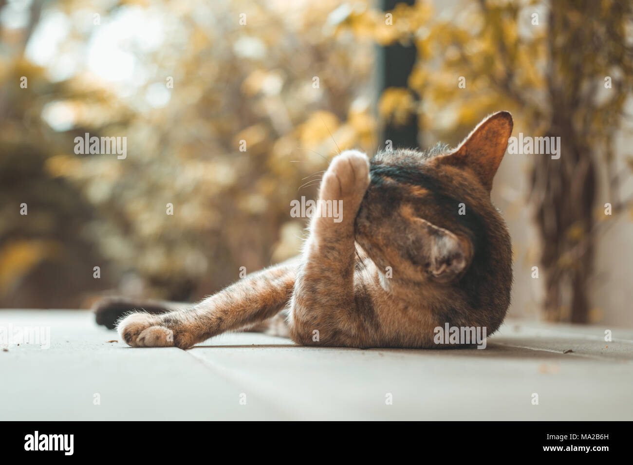 Ritratto di bruno gatto in natura Foto Stock