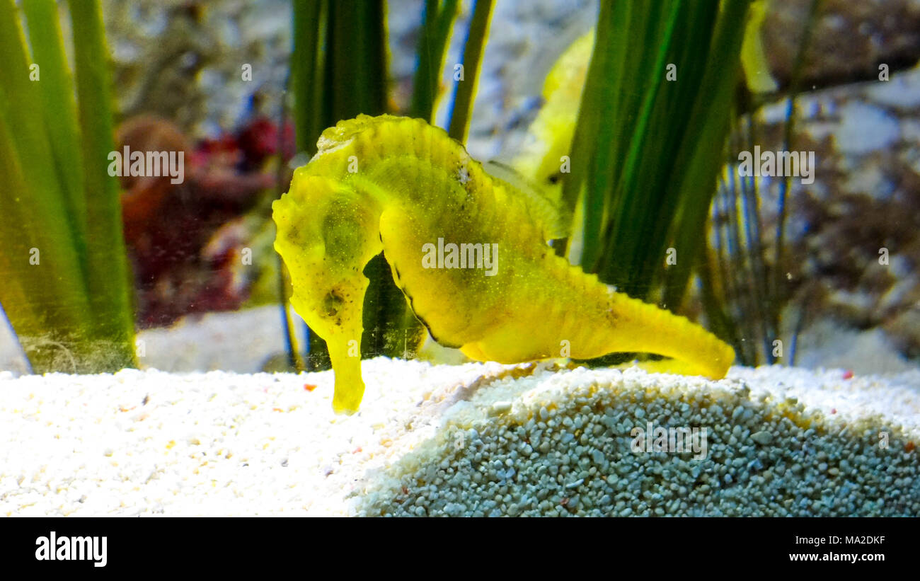 Seahorse nuotare in acqua in oceano, scuba diving, snorkeling, giallo cavalluccio Foto Stock