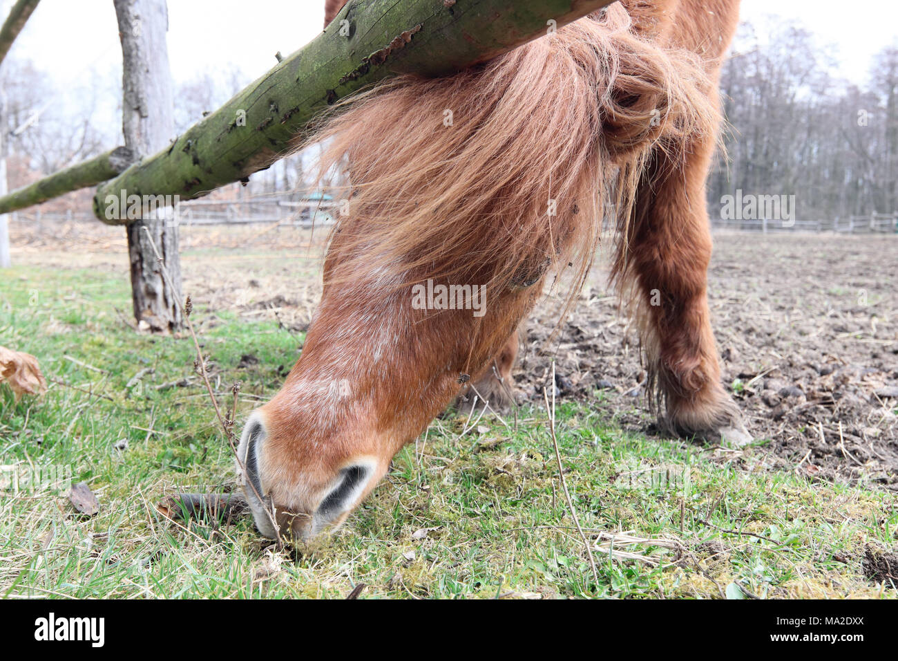 La ricerca di cibo - un cavallo in pascolare - dettaglio Foto Stock