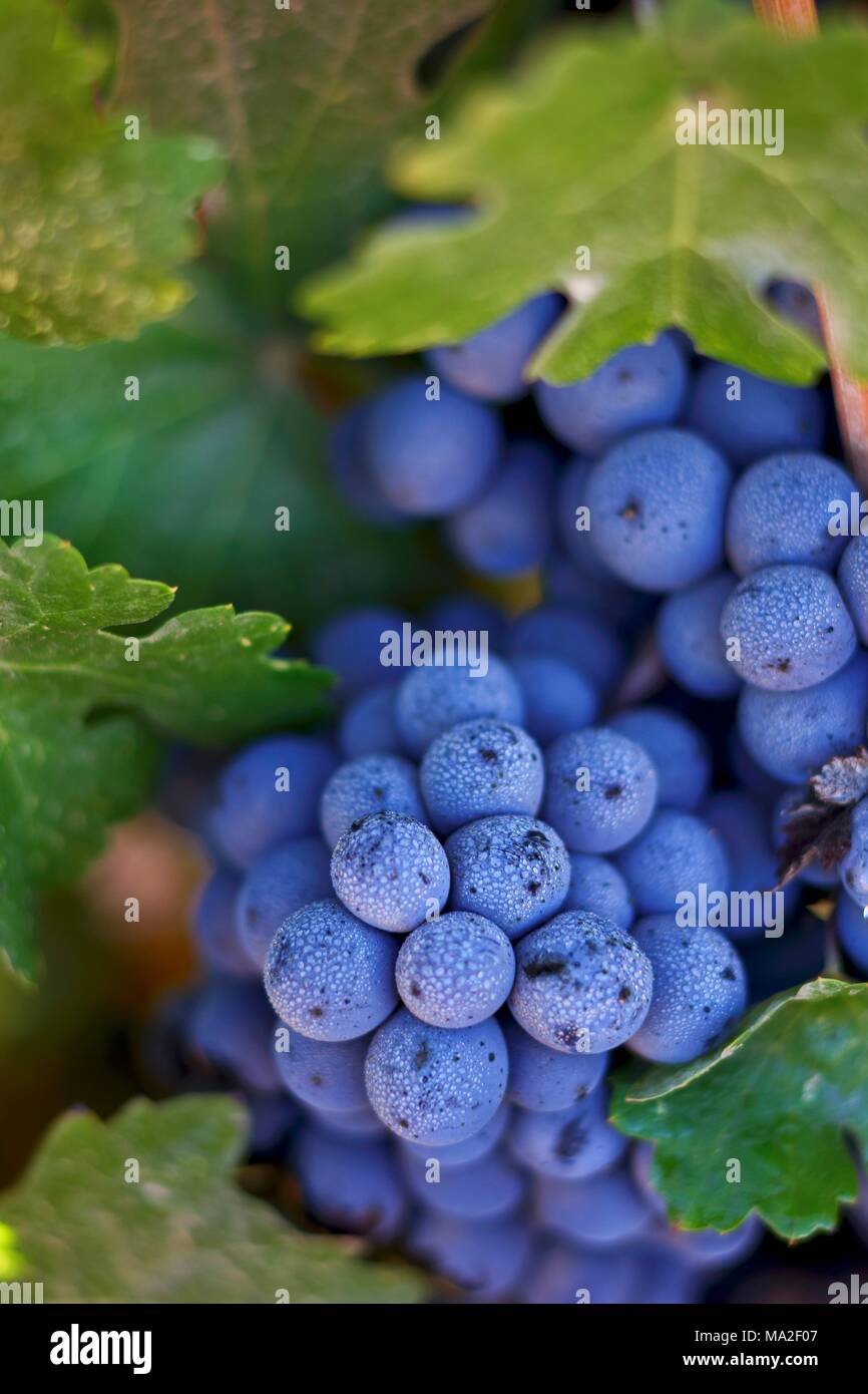 Resistente al calore rosso uve da vino Foto Stock