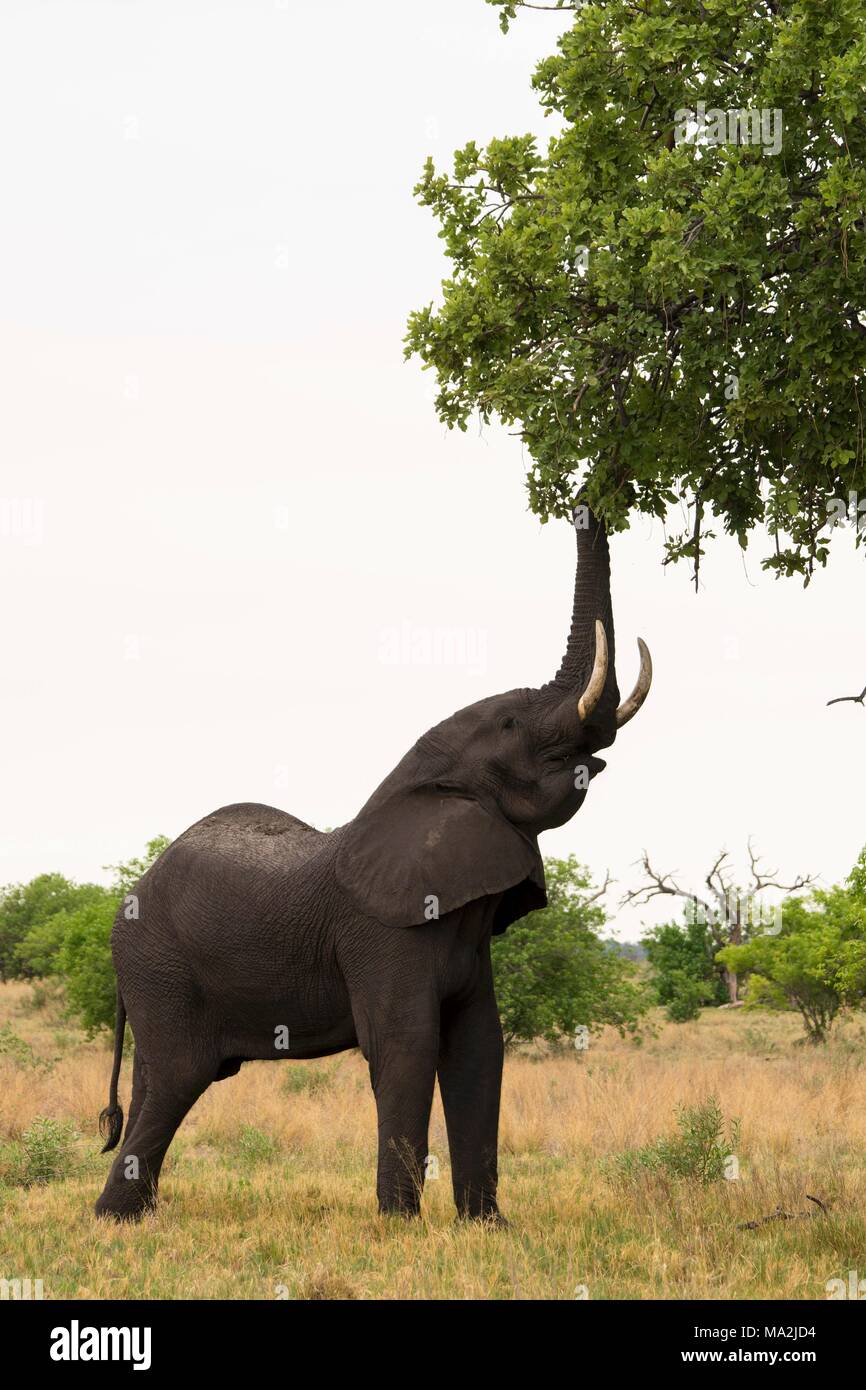 Un elefante mangiare esce fuori un albero, Okavango Delta, Botswana Foto Stock