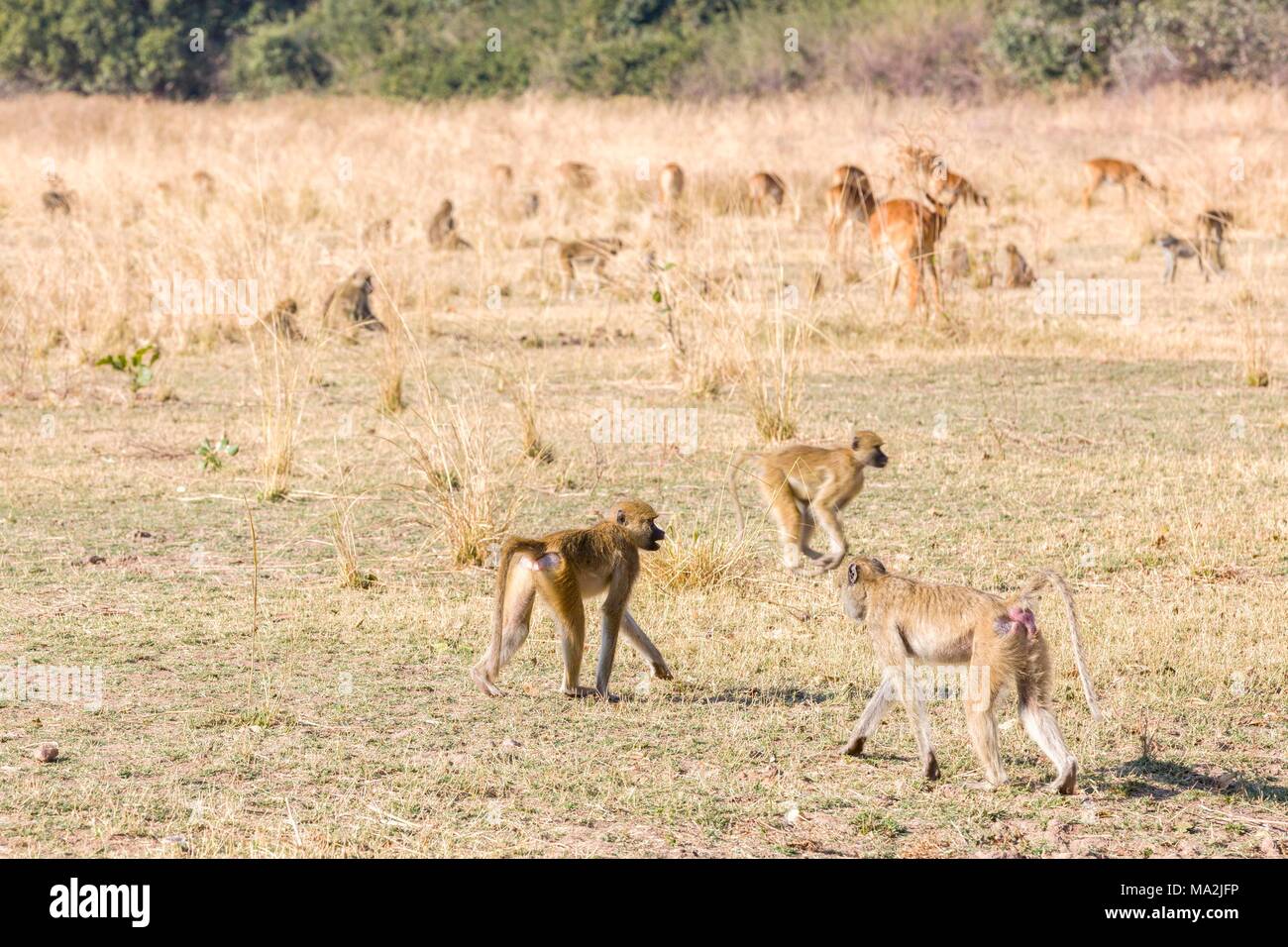 Le scimmie nella selvaggia, Zambia, Africa Foto Stock