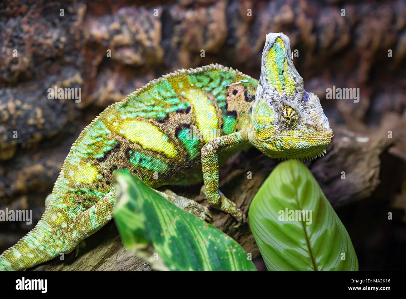 Il camaleonte velato, Chamaeleo calyptratus, è una specie di grandi dimensioni di chameleon trovati in regioni di montagna dello Yemen, Emirati arabi uniti e Arabia Ar Foto Stock
