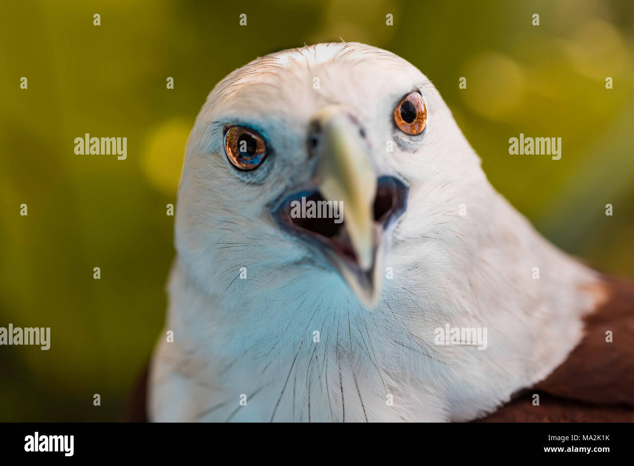 Il brahminy kite, Haliastur indus, è noto anche come backup Red Sea Eagle e accettori sono piuttosto che i cacciatori. Essi si nutrono di carogne, insetti, rep Foto Stock