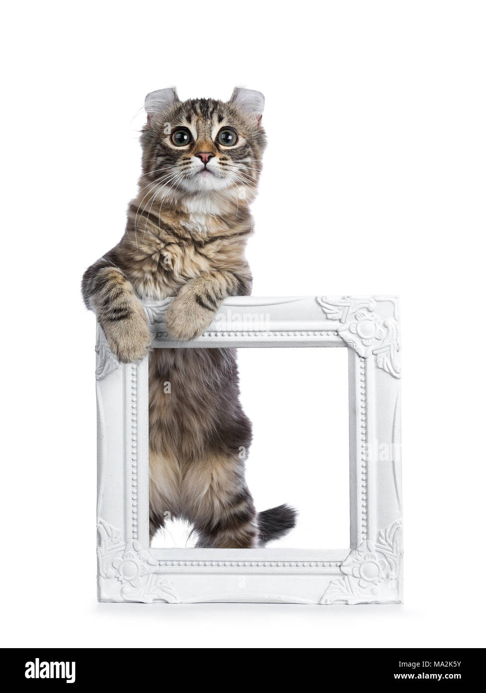 Black tortie tabby American Curl cat / gattino in piedi con le zampe anteriori su bianco photo frame cercando modi laterali isolati su sfondo bianco Foto Stock