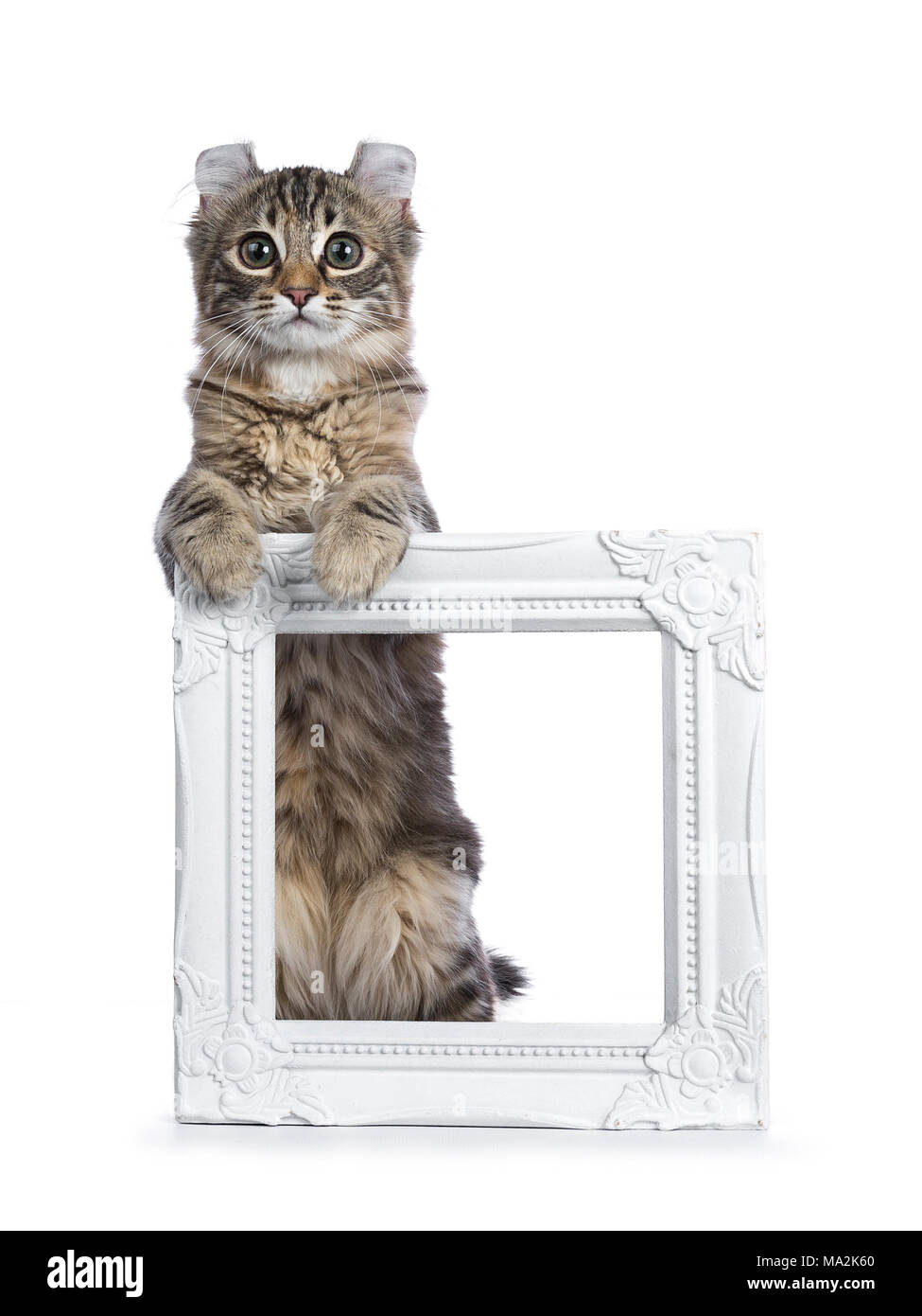 Black tortie tabby American Curl cat / gattino in piedi con le zampe anteriori su bianco photo frame guardando dritto nella lente isolati su sfondo bianco Foto Stock