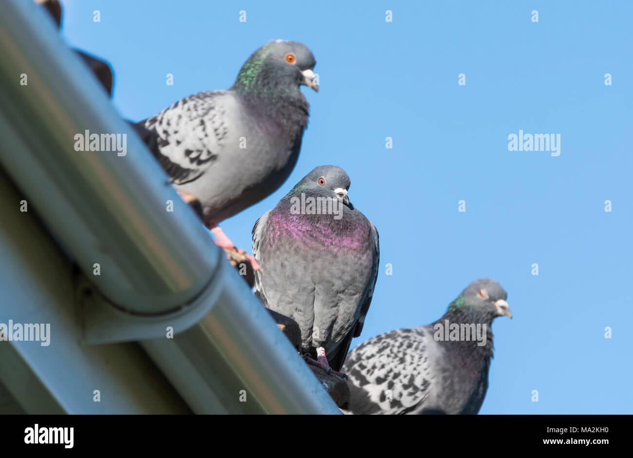 Piccioni selvatici (Columba livia domestica) arroccato su grondaie sul tetto in Inghilterra, Regno Unito. Foto Stock