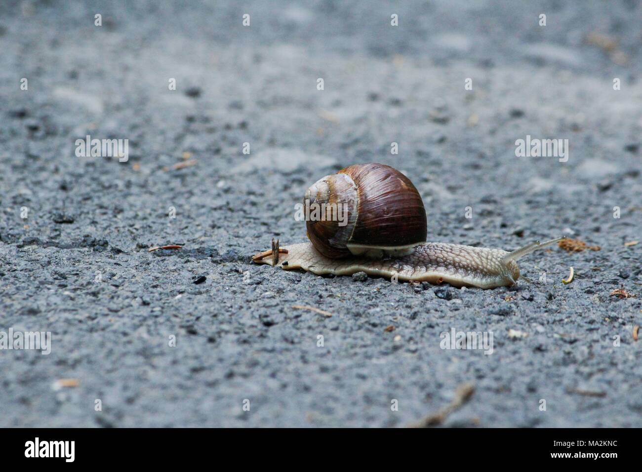 Una lumaca sulla strada Foto Stock