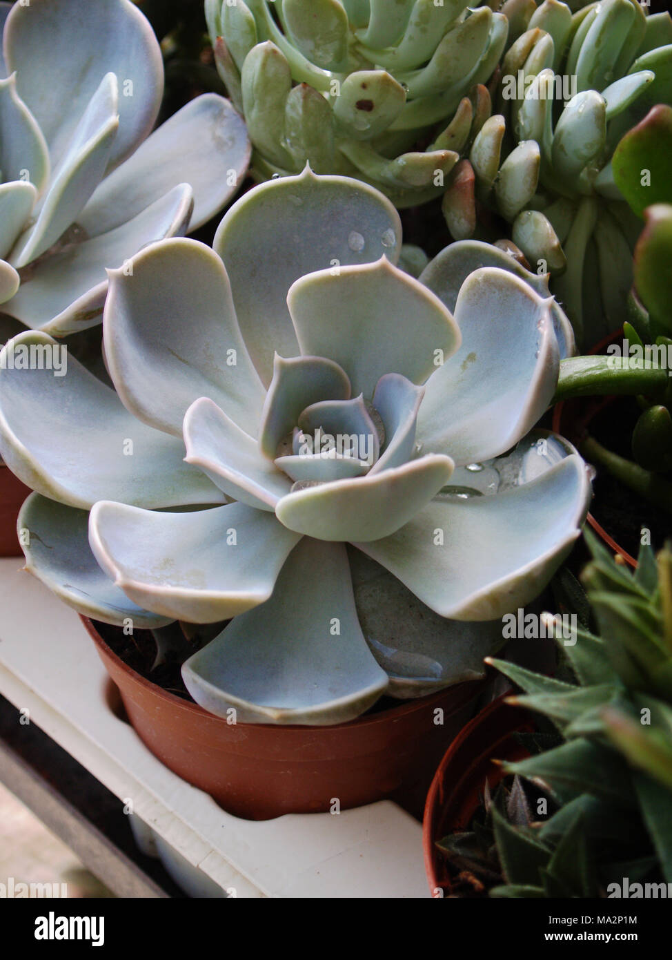 Echeveria lilacina succulenta close up Foto Stock