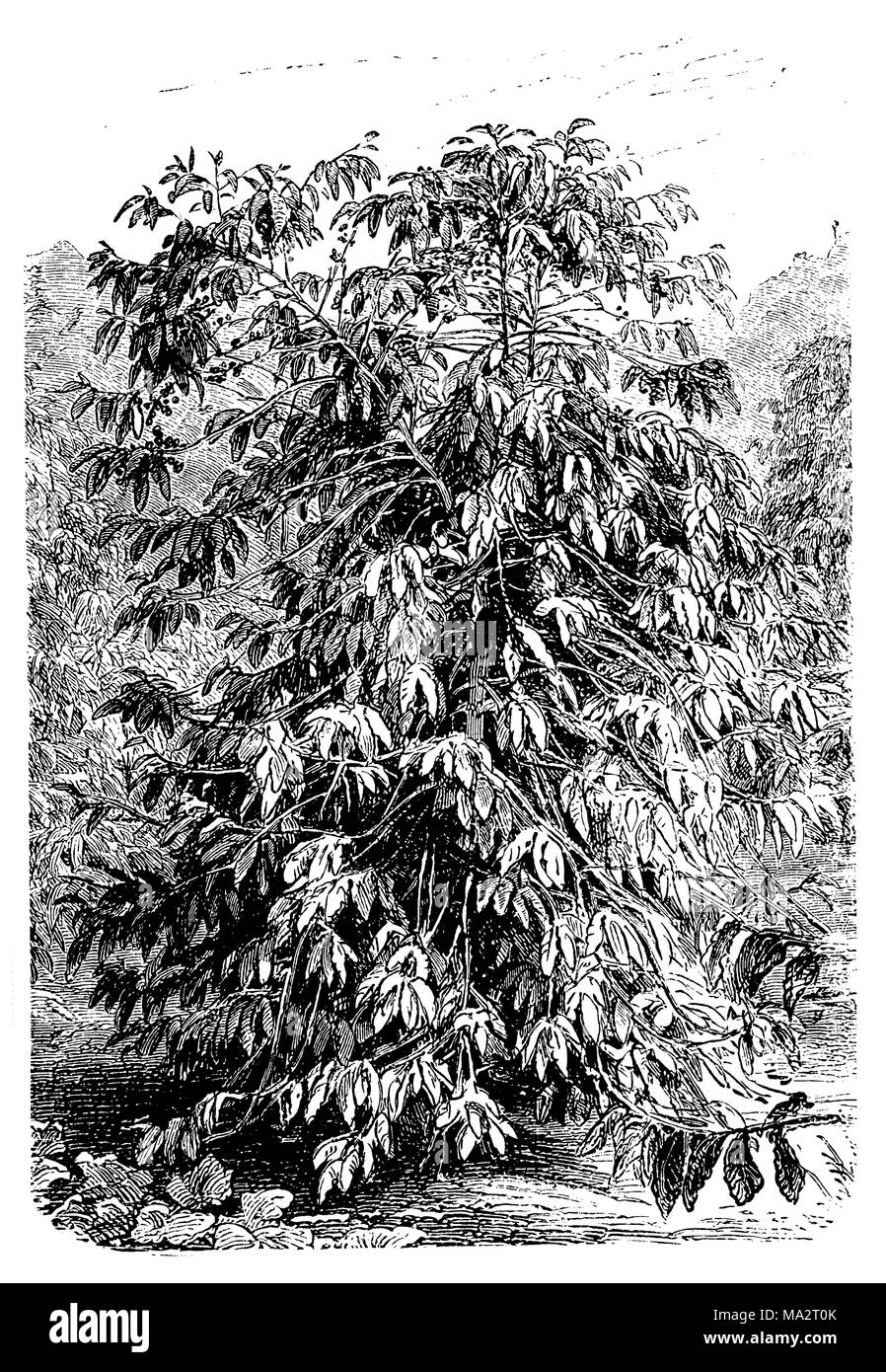 Otto anni di caffè vecchio albero in Brasile con un sacco di frutta matura Foto Stock