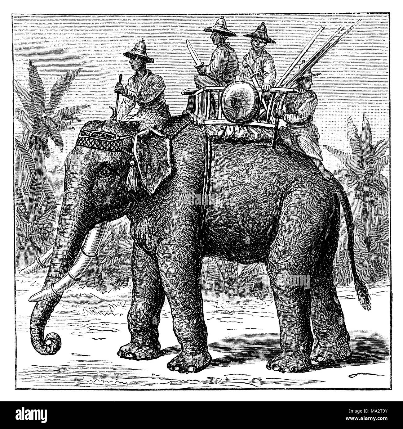 Guerra Thai Elephant Foto Stock