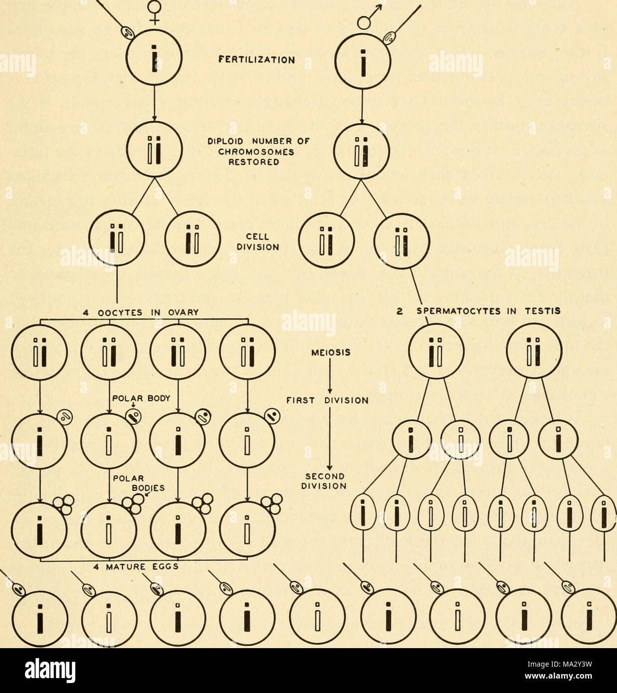 . Embriologia Foto Stock