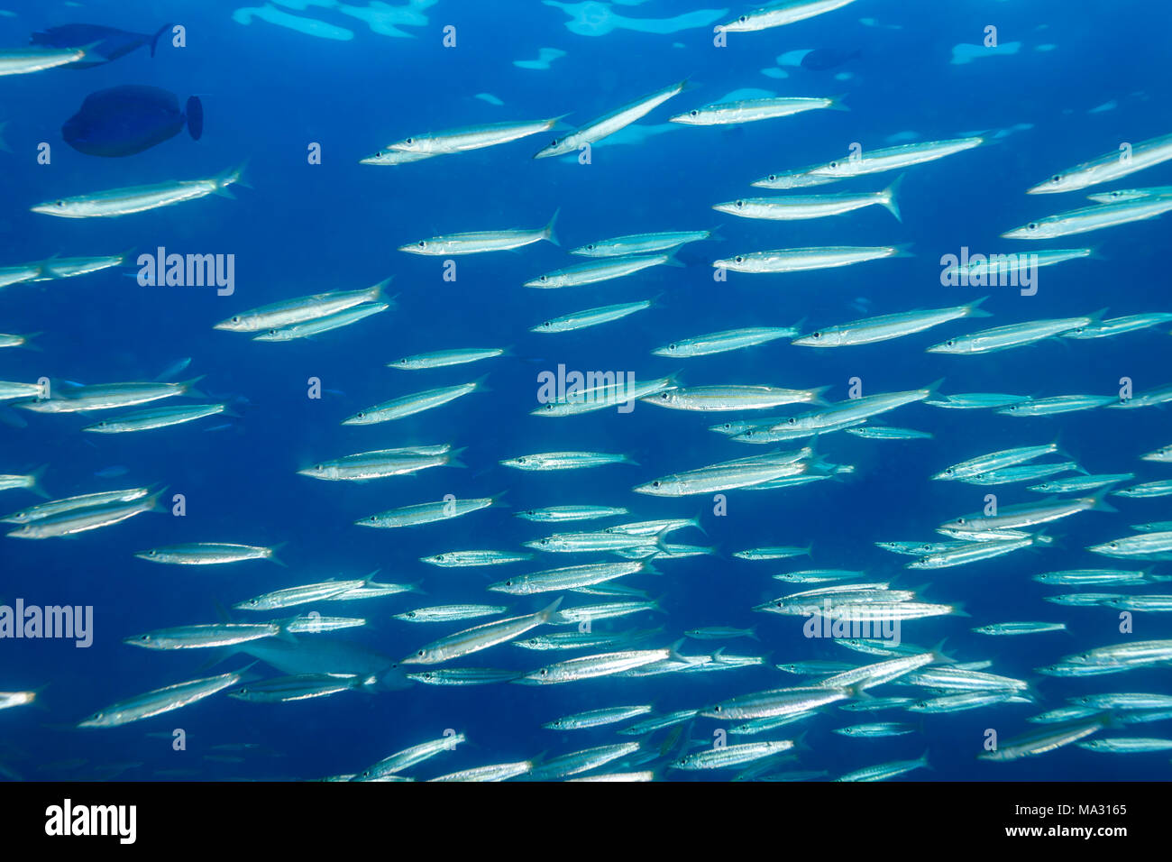 Scuola di argento bigeye barracuda , Sphyraena fosteri, nuoto nell'oceano blu Foto Stock