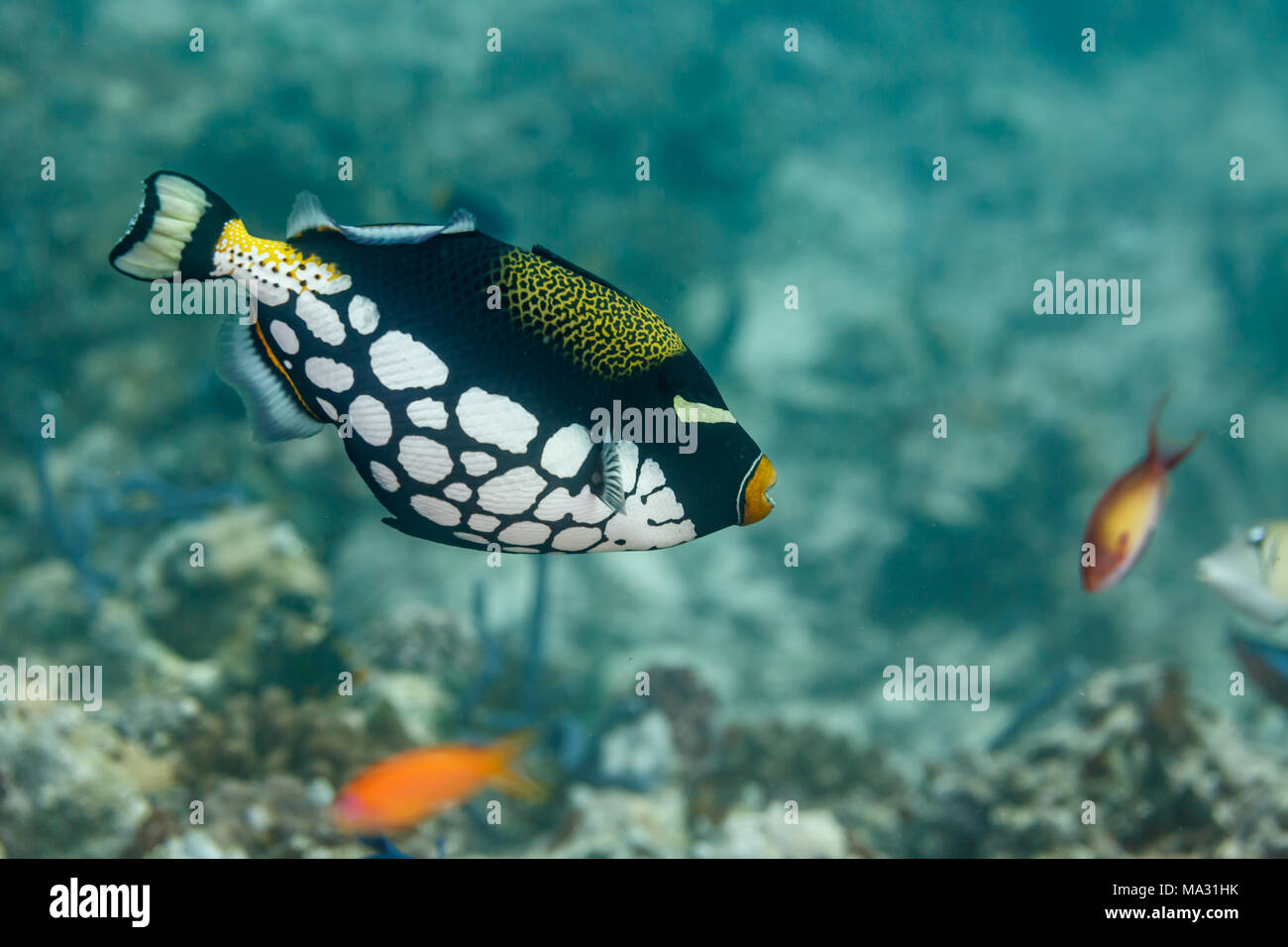 Primo piano di pesci triggerfish clown, Balistoides conspicillum, con macchie bianche sul corpo nero Foto Stock