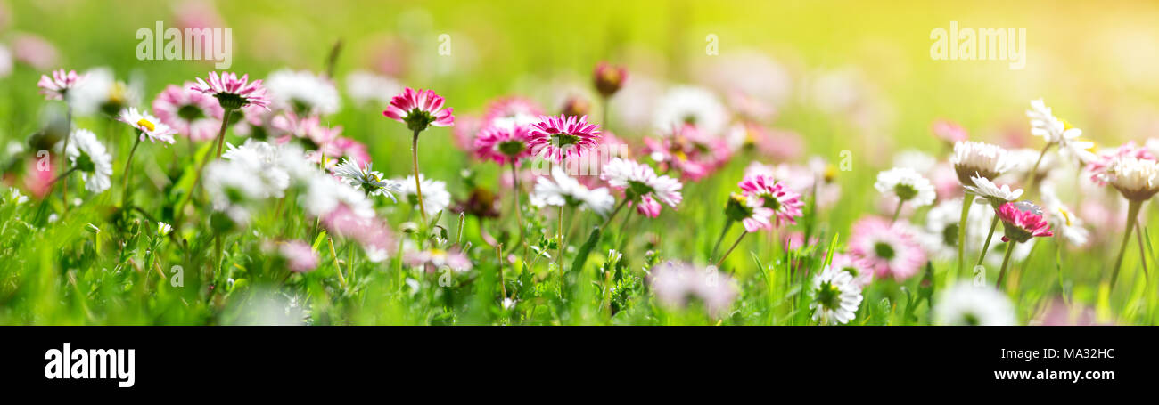 Campo con il tarassaco. Primo piano della molla gialla fiori Foto Stock