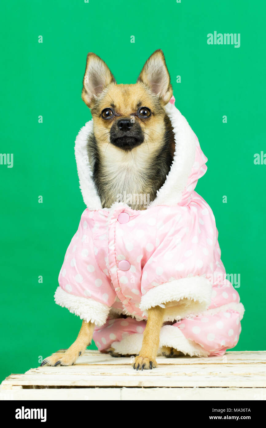 Funny dog del giocattolo terrier razza in abbigliamento invernale presso la sessione fotografica in studio Foto Stock