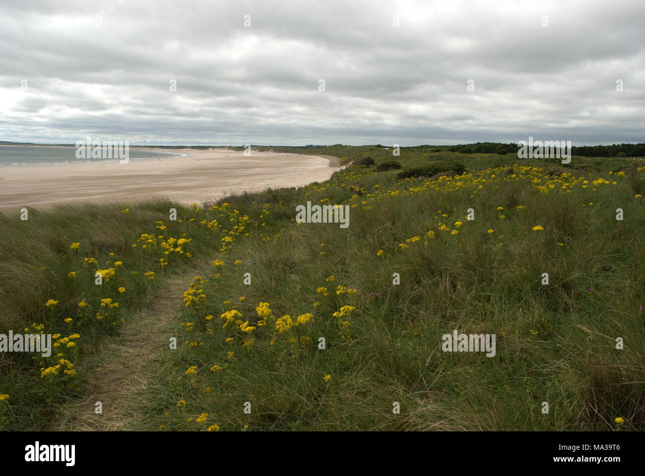 Druridge Bay zona di Northumberland mostrando la grande spazzata della baia e fiori selvatici sulle dune Foto Stock