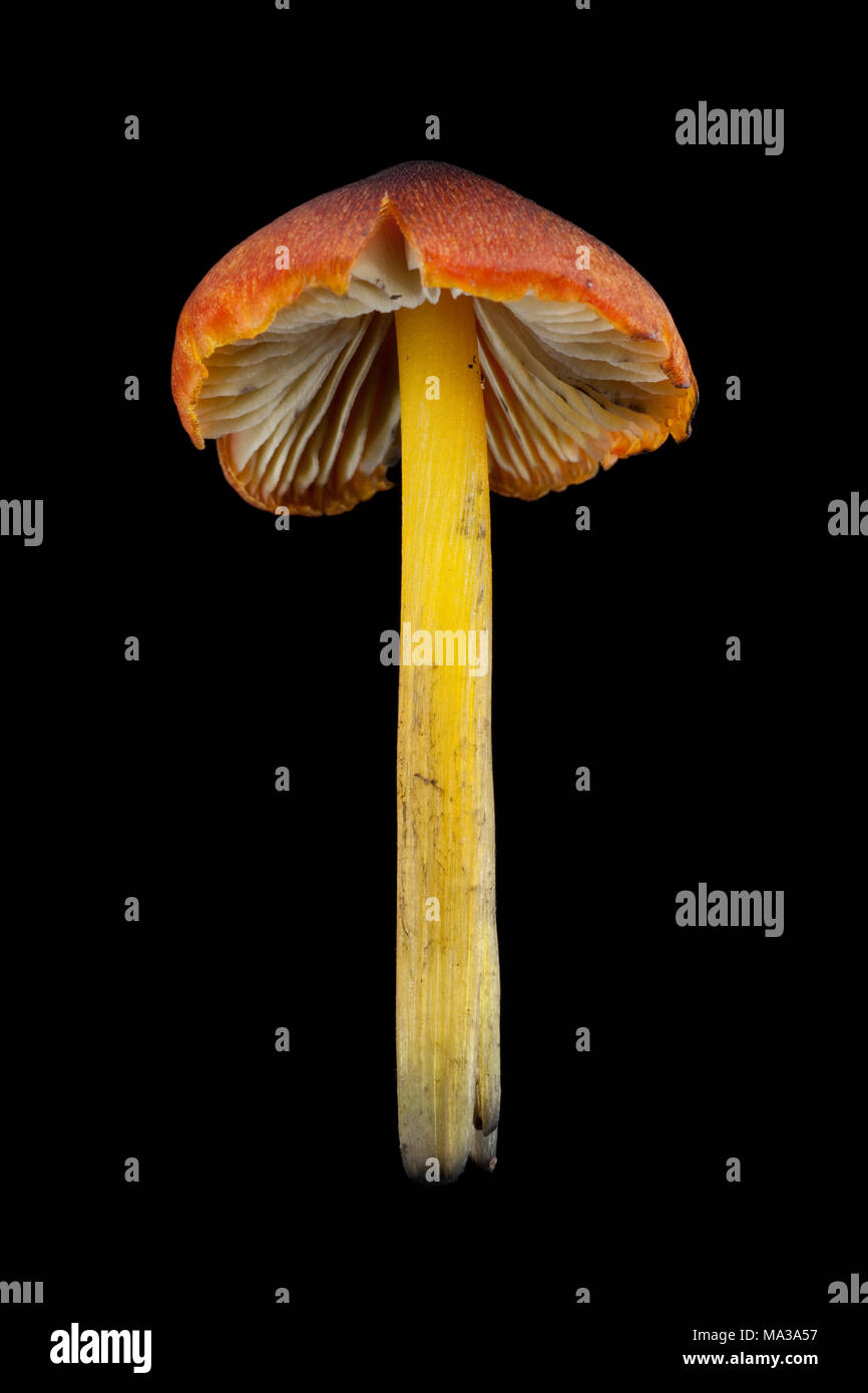 Toadstool della famiglia waxcap, probabilmente l'annerimento waxcap, Hygrocybe conica, su uno sfondo nero, Hampshire England Regno Unito GB Foto Stock