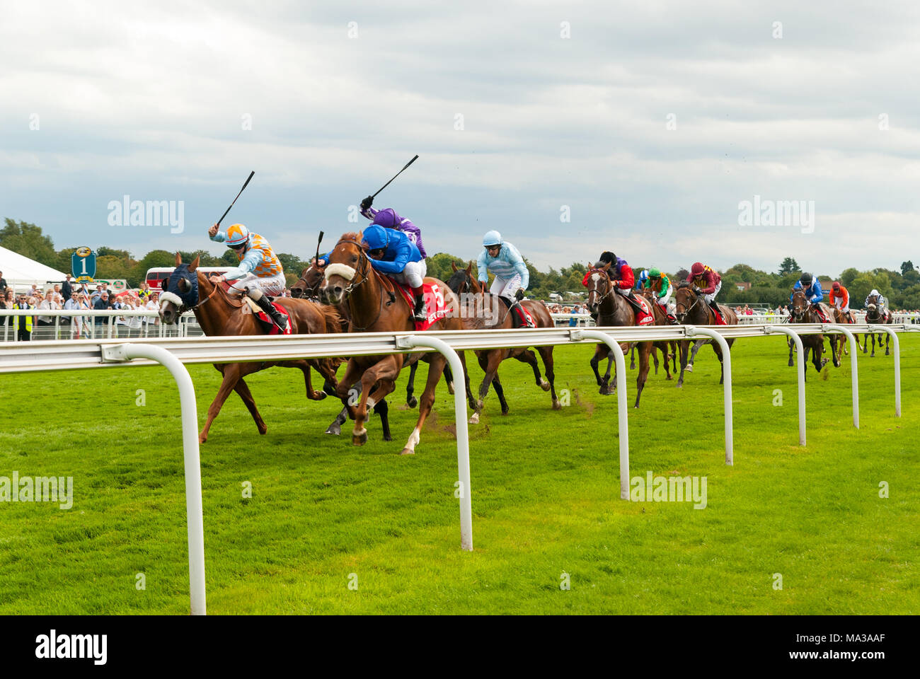 Fantini di incoraggiare i loro cavalli al traguardo e racing vicino alla recinzione a York Racecourse. Foto Stock