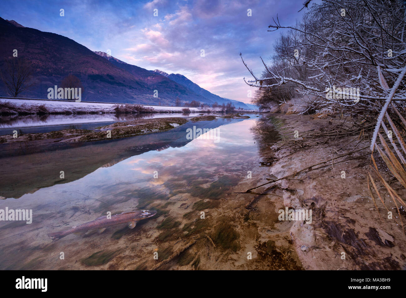 Una trota riposare in acqua bassa del fiume Adda durante il tramonto. A Fusine, Valtellina, Lombardia, Italia. Foto Stock