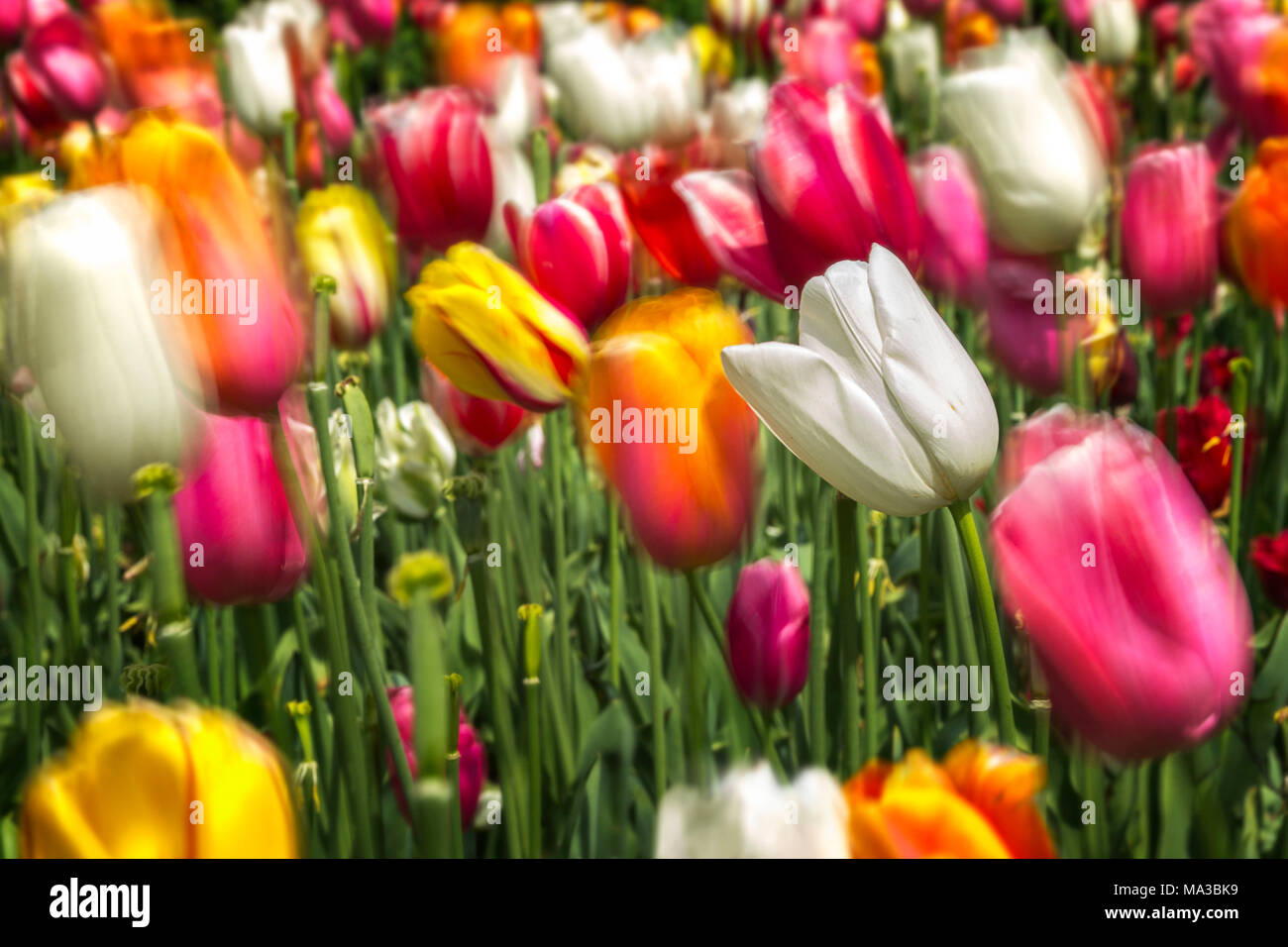 Il vento muove multicolore di tulipani e uno di loro rimane stazionario, provincia di Verona, regione Veneto, Italia, Europa Foto Stock