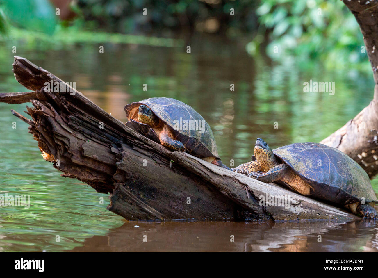 Wild tourtles, tortuguero, Costa Rica, l'America centrale. Foto Stock