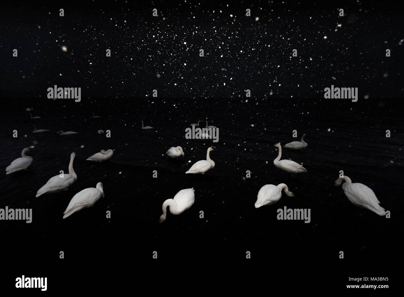 Whooper cigni, Lago di Kussharo, Hokkaido, Giappone, Asia Foto Stock