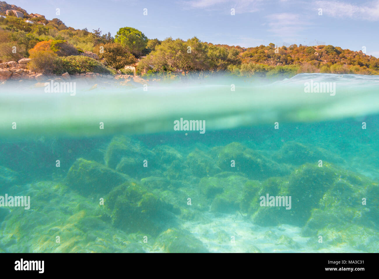 Mezza foto subacquee con il letto del mare e gli alberi in arinella (Olbia), provincia di Olbia-Tempio, distretto di Sardegna, Italia Foto Stock