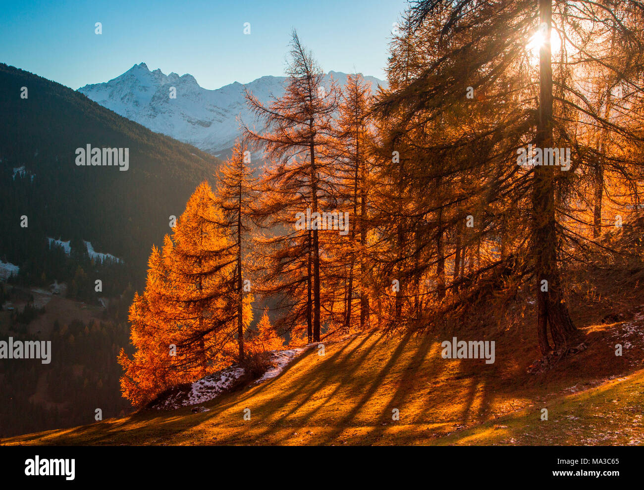 Luce di sole tra i larici in autunno. A Bormio Valtellina, Lombardia, Italia Foto Stock
