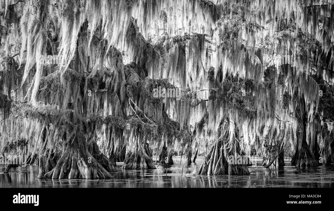 Il lago di Martin, Breaux Bridge, Atchafalaya Basin, meridionale degli Stati Uniti, USA; America del Nord Foto Stock