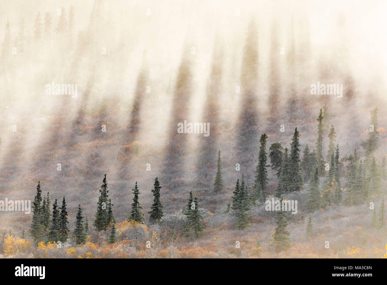Parco Nazionale di Denali, Alaska, Stati Uniti d'America ( USA ), America del Nord Foto Stock