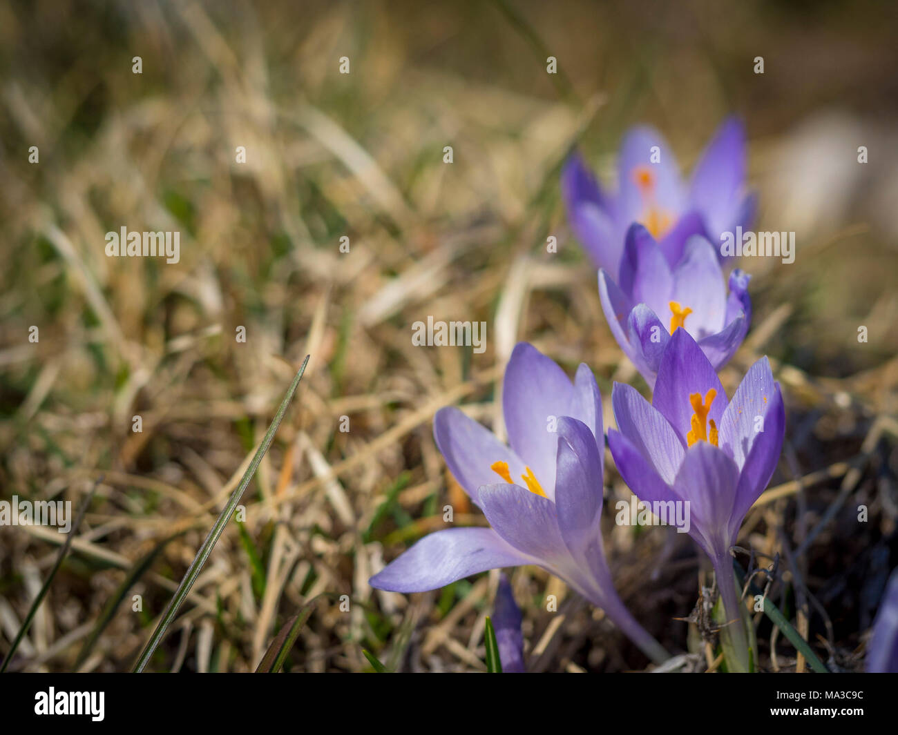 L'Italia, l'Umbria, Appennini, Monte Acuto, Crocus blooming Foto Stock