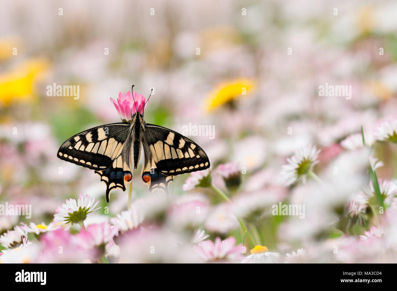 Il vecchio mondo a coda di rondine sui fiori, Trentino Alto Adige, Italia Foto Stock