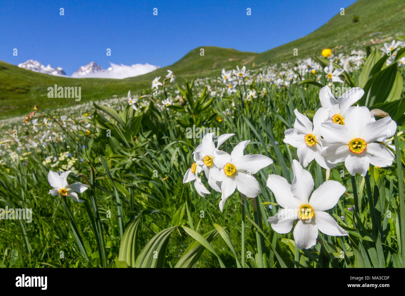 Fioritura di narciso al Col du Galibier in Francia. Galibier pass, Briancon, Francia, Europa Foto Stock