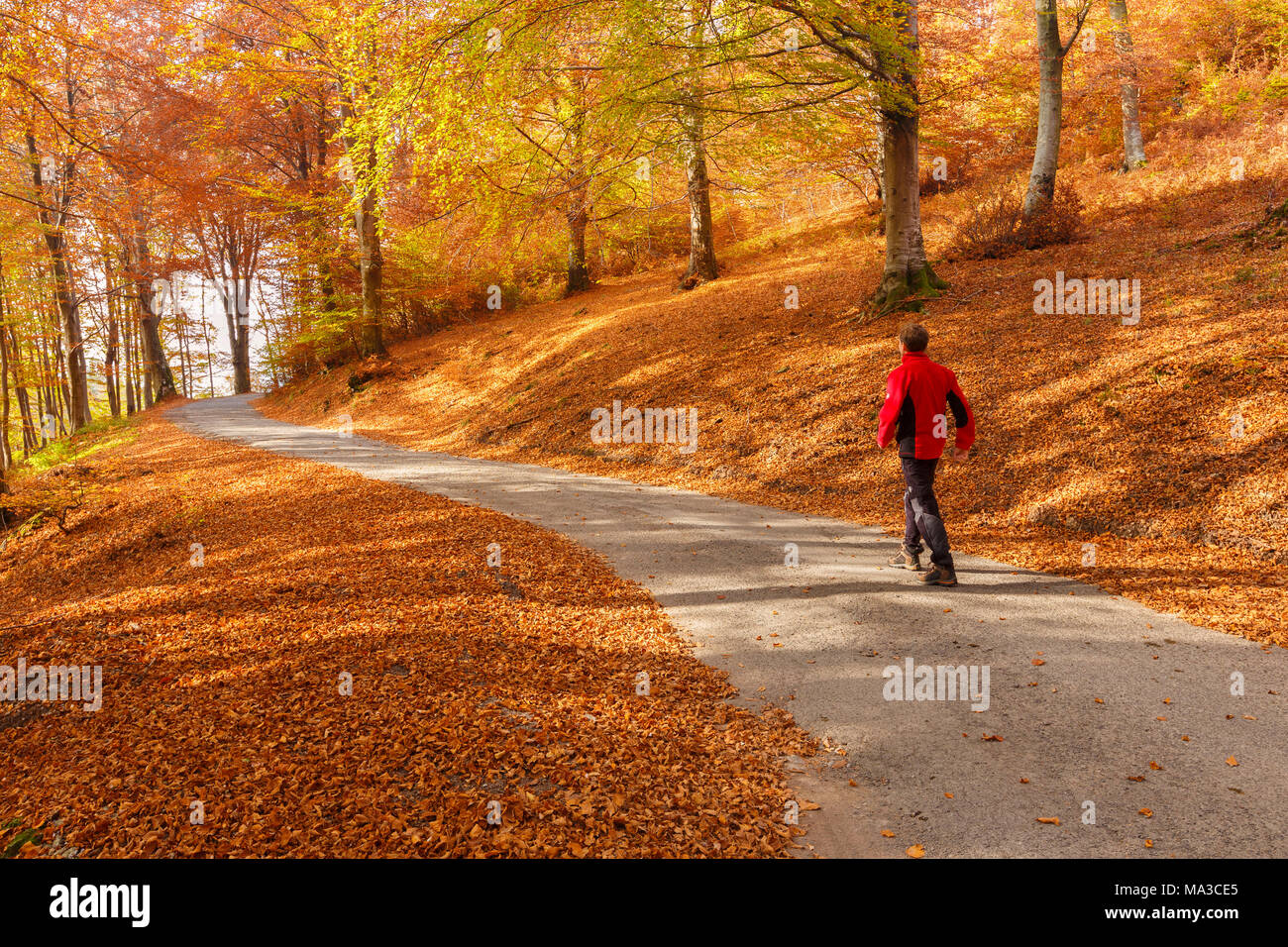 L'uomo cammina sulla strada e attraverso il bosco in autunno, Valle d'Intelvi, provincia di Como, Lombardia, Italia, Europa Foto Stock