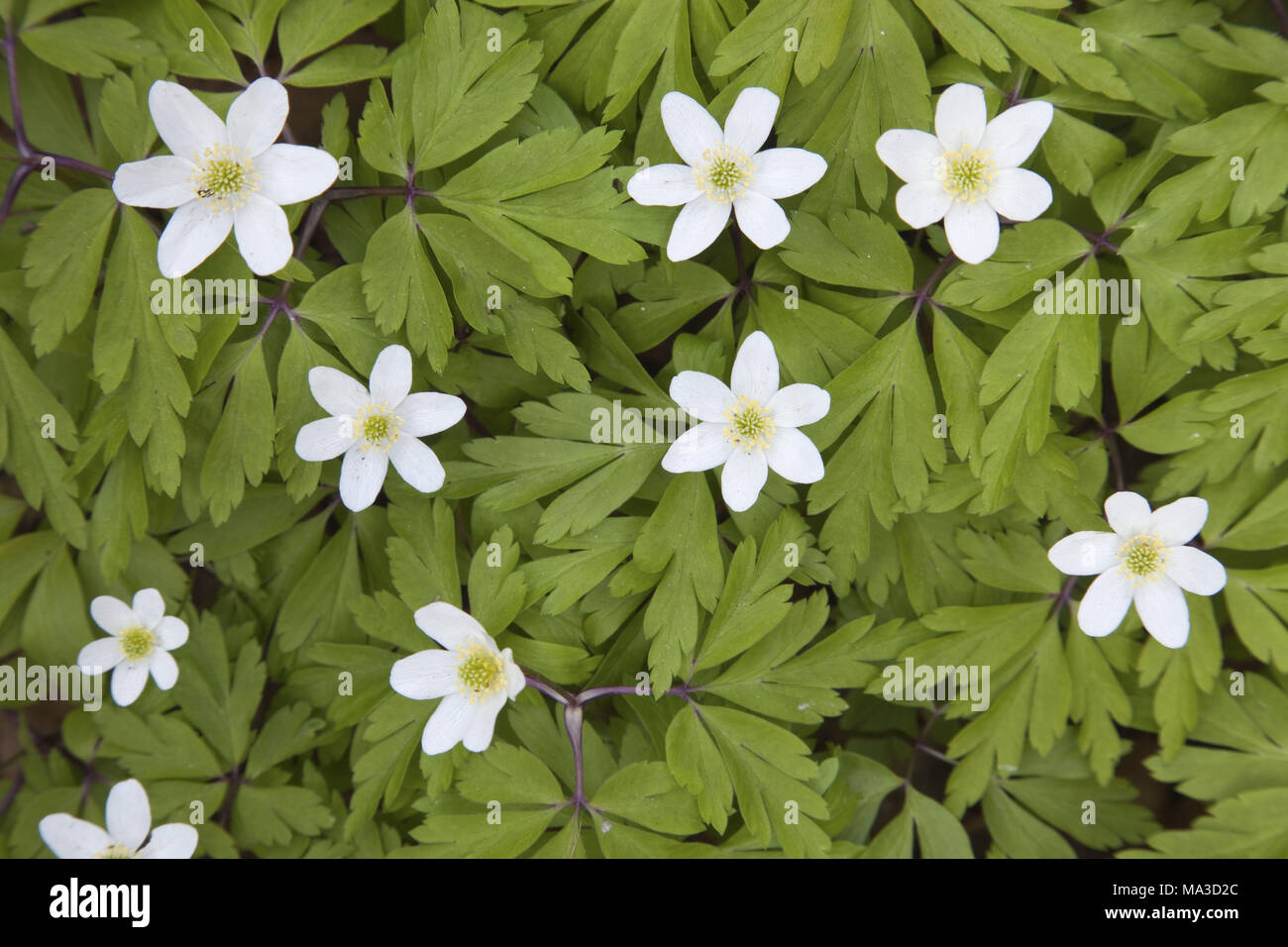 Anemoni di legno in primavera, Foto Stock