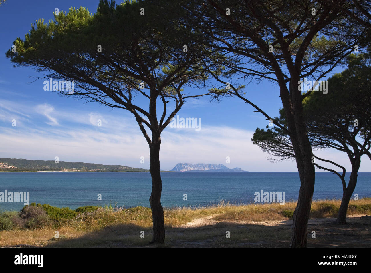 Pini Presso La Spiaggia Di Porto Ainu Vicino A Budoni