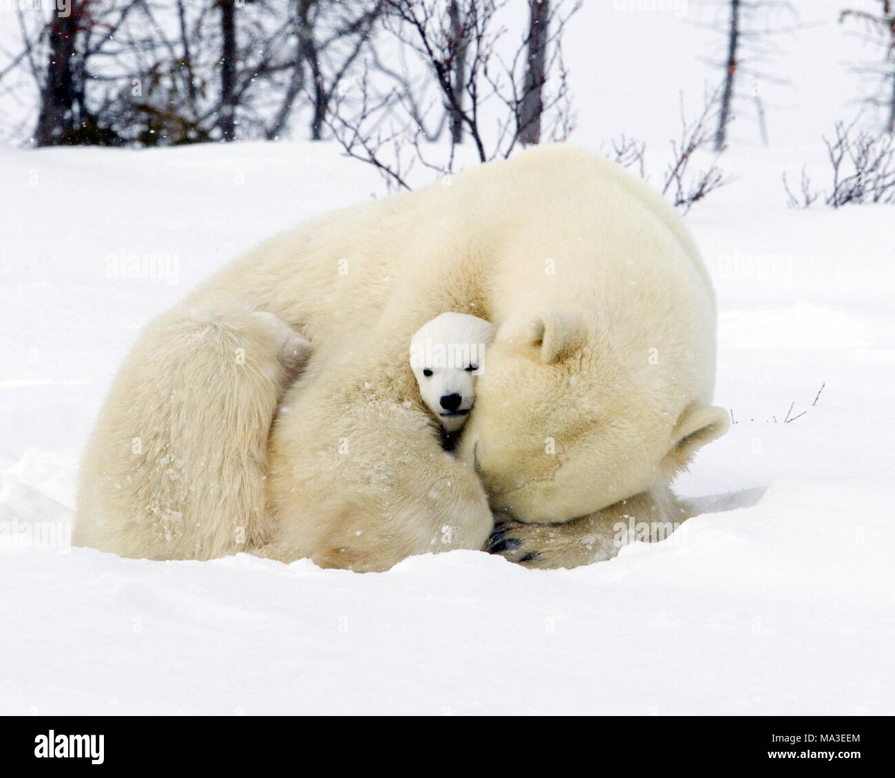 Orso polare Mom e lupetti Foto Stock