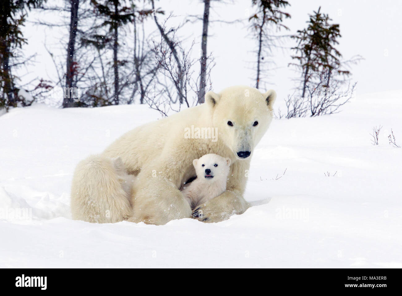 Orso polare Mom e lupetti Foto Stock