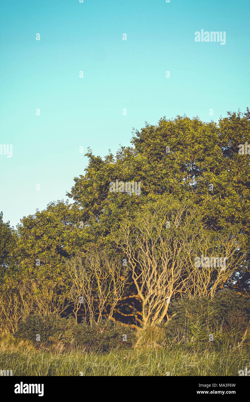 Foresta, cielo privo di nuvole, spazio di copia Foto Stock