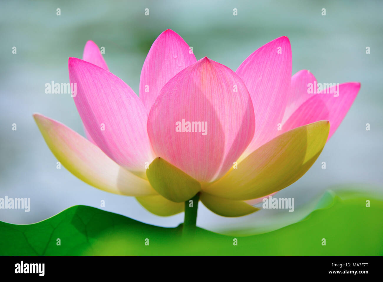 Indian lotus, Nelumbo nucifera Foto Stock