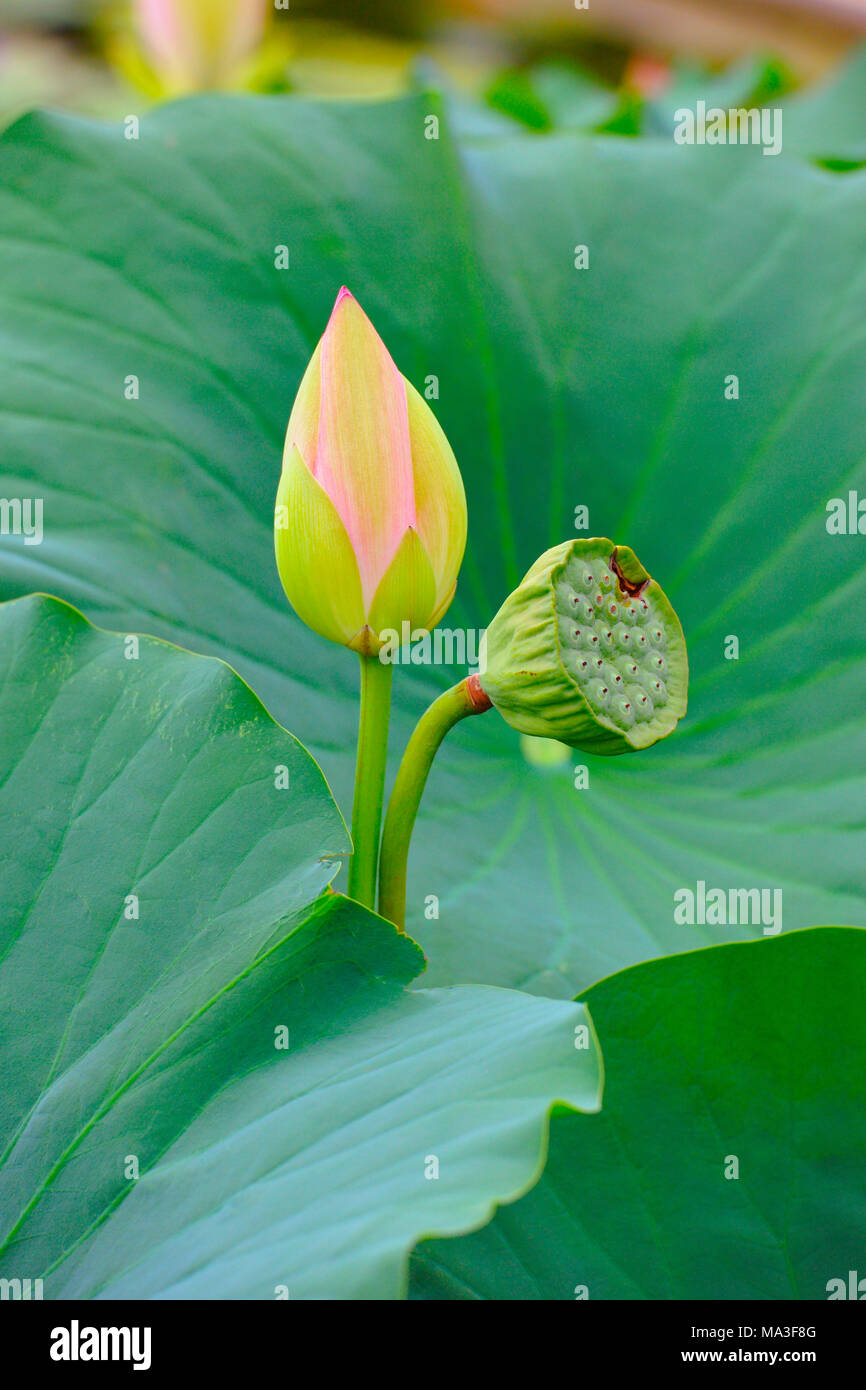 Indian lotus, Nelumbo nucifera Foto Stock