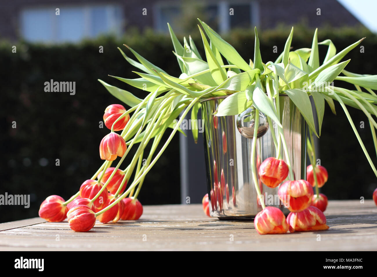 Appendere tulip le teste dei fiori in una brocca Foto Stock