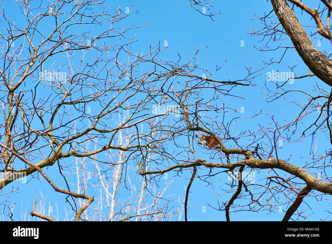 I rami di un albero con uno scoiattolo arancione e un luminoso cielo blu sullo sfondo di una giornata di sole Foto Stock