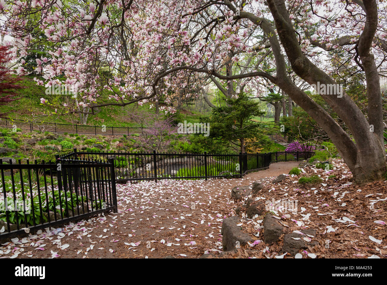 Una splendida vista sulla magnolia fiorisce e un giardino lussureggiante in primavera. Foto Stock