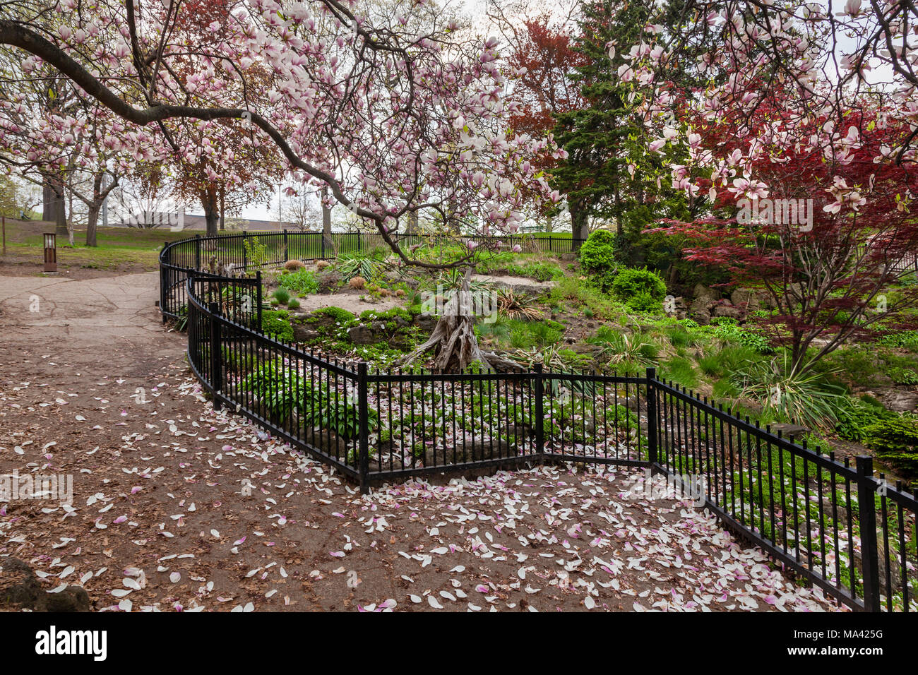 Una splendida vista sulla magnolia fiorisce e un giardino lussureggiante in primavera. Foto Stock